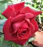 Terracotta rose photo