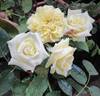 Perle des Jardins rose photo