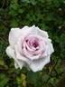 Amethyst rose photo