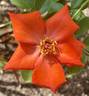 Playtime ™ rose photo