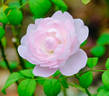 Admired Miranda ® rose photo