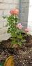 Fruity Petals rose photo