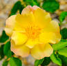Sunglow rose photo