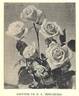 Souvenir de H. A. Verschuren rose photo