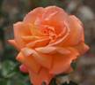 Caractère rose photo