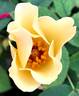 Dairy Maid rose photo