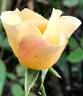 Dairy Maid rose photo