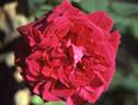 Neervelt rose photo