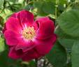 Bardou Job rose photo