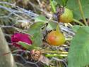 Bardou Job rose photo