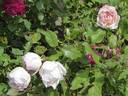 Madame Joseph Schwartz rose photo