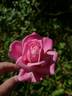Comtesse Emmeline de Guigné rose photo