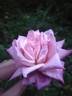 Comtesse Emmeline de Guigné rose photo
