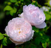 Admired Miranda ® rose photo