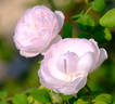 Admired Miranda ® rose photo