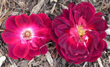 Bardou Job rose photo