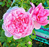 Fluffy Ruffles rose photo