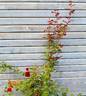 Don Juan rose photo