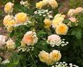 Nelson Monfort rose photo