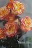 Beaulieu Abbey rose photo