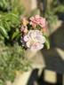 Renae rose photo