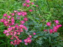 Morizmo rose photo