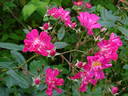 Morizmo rose photo