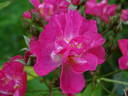 Morizmo rose photo