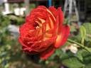 Soleil Romantica rose photo