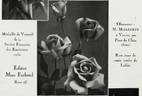 Editor McFarland rose photo
