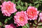 Little Memories rose photo