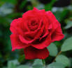 Velvet Fragrance rose photo