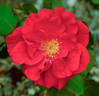 Velvet Fragrance rose photo