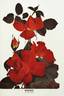 Brasier rose photo