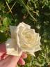 Kaiserin Augusta Victoria rose photo