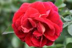 KORsehendie rose photo