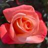 Tiki rose photo