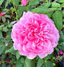 Fluffy Ruffles rose photo