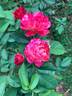 Léonie Lamesch rose photo