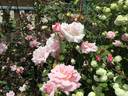 Kathleen Harrop rose photo