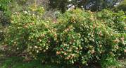 Rosette Delizy rose photo