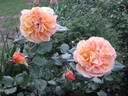 Gold Topaz rose photo