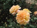Gold Topaz rose photo