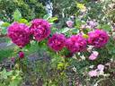 Gloire de Ducher rose photo