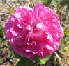 Ardoisée de Lyon rose photo