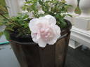 Souvenir de St. Anne's rose photo