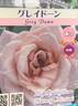 Grey Dawn rose photo
