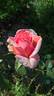 Mrs. Sam McGredy rose photo