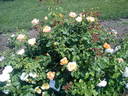 Paolo Pejrone Giardiniere rose photo