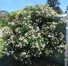 Trier rose photo